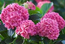Pink Hydrangea Flower Seeds for Planting – Cottage Garden Essential, Heirloom, Non-GMO & Organic Garden Seeds