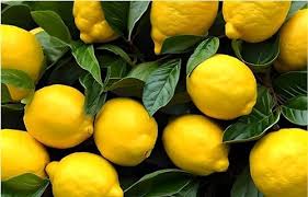 Eureka Lemon Grafted Seeds for Planting – Heirloom, Non-GMO for Juicy Citrus Fruit Trees