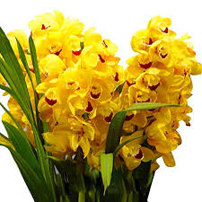 Flower Seeds, Seeds,Seeds For Planting,Plant Seeds