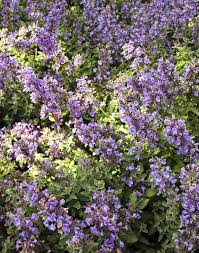 Heirloom Nepeta Flower Seeds for Planting | Non-GMO, High Germination, Organic Garden Seeds