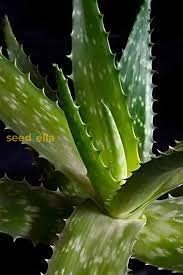 Light Green Aloe Vera  Flower seeds for Planting - Low Maintenance, Heirloom & GMO Free Seeds for Home Garden