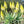 Yellow Green Aloe Flower Seeds for Planting – Heirloom, Non-GMO, High Germination, Shade Tolerant for Home Garden