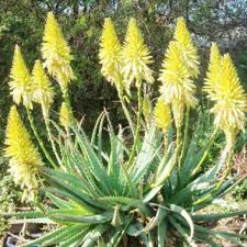 Yellow Green Aloe Flower Seeds for Planting – Heirloom, Non-GMO, High Germination, Shade Tolerant for Home Garden