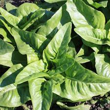 Amish Deer Tongue Lettuce Seeds for Planting – Heirloom, Non-GMO, Crisp Organic Garden Seeds – High Germination, Leafy Harvest