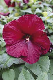 Burgundy Hibiscus Flower Seeds for Planting – Heirloom Non-GMO Organic Garden Seeds – Premium Blooms, High Germination