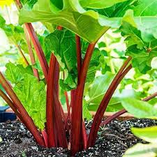 Rhubarb flower seeds for planting - Heirloom & Non-GMO Garden Seeds
