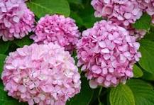 Pink Hydrangea Flower Seeds for Planting – Cottage Garden Essential, Heirloom, Non-GMO & Organic Garden Seeds