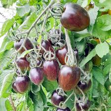 Purple Grape Cherry Tomato Seeds for Planting – Heirloom, Non-GMO, High Germination Organic Seeds for Sweet Compact Fruits