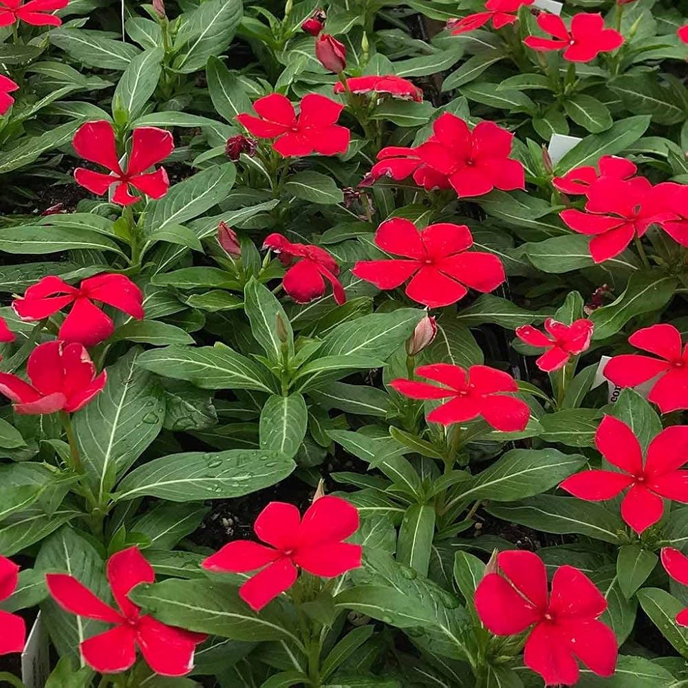 Periwinkle Vinca Red Flower Seeds for Planting – Heirloom, Non-GMO, High Germination Organic Garden Seeds for Borders