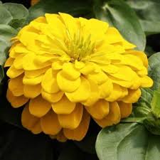 Canary Zinnia Flower Seeds for Planting – Heirloom Non-GMO Vibrant Colors Organic Garden Seeds