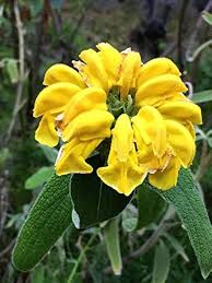 Yellow Jerusalem Sage Flower Seeds for Planting – Easy to Grow, Heirloom, Non-GMO, High Germination Organic Garden Seeds