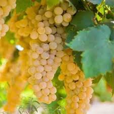 Golden Grapes fruit seeds for planting - Heirloom & Non-GMO Garden seeds