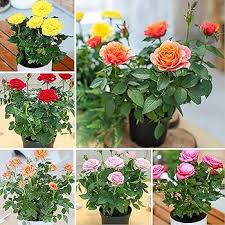 Miniature Rose Mixed Flower Seeds – Drought Tolerant, Heirloom & Non-GMO Garden Seeds