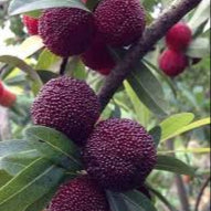 Dark Brown Arbutus Fruit Seeds for Planting heirloom non-gmo home garden seeds