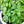 Basil Vegetable Seeds for Planting – Heirloom, Non-GMO, Organic Garden Seeds, High Germination, Aromatic Kitchen Herb