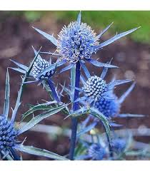 Blue Eryngium Planum Flower Seeds for Planting – Long Bloom Season, Heirloom, Non-GMO, High Germination Organic Garden Seeds