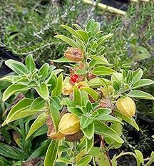 Ashwagandha Flower Seeds – Heirloom, Non-GMO, Wildflower Mix