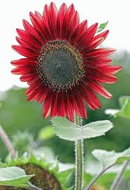 Red Sunflower Flower Seeds – Non-GMO, High Germination Heirloom Organic Garden Seeds