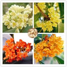 Osmanthus Flower Seeds for Planting – Heirloom, Non-GMO, Colorful Display, High Germination