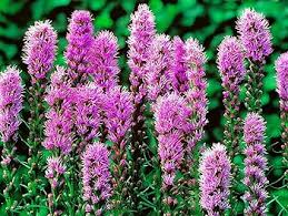 Dense Blazing Star Flower Seeds for Planting – Heirloom, Non-GMO, High Germination Organic Garden Seeds