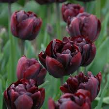Brown Tulip Flower Seeds for Planting – Low Maintenance Heirloom Non-GMO Organic Garden Seeds