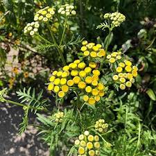 Heirloom Tansy Flower Seeds for Planting | Non-GMO, High Germination, Organic Garden Seeds