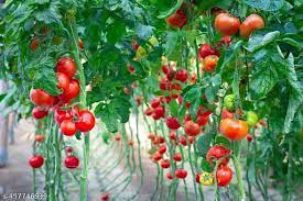 Vegetable Seeds,Garden seeds, Seeds For Planting,Plant Seeds