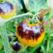 Vegetable Seeds,Garden seeds, Seeds For Planting,Plant Seeds