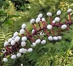 Actaea Pachypoda Flower Seeds for Planting - Low Maintenance, Heirloom, Non-GMO, High Germination Organic Garden Seeds