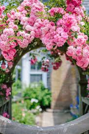 Climbing Rose Flower Seeds – Light Pink Heirloom Non‑GMO Seeds for Planting, High Germination Organic Garden Seeds