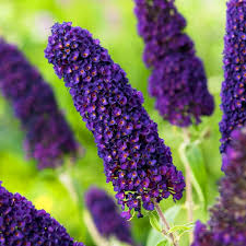 Knight Butterfly Bush Flower Seeds for Planting – Heirloom, Non-GMO, High Germination Organic Garden Seeds
