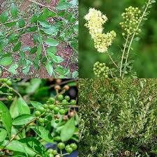 Lawsonia Inermis Flower Seeds for Planting – Heirloom, Non-GMO, Drought Tolerant Organic Garden Seeds