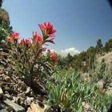 Castilleja Indivisa Flower Seeds for Planting – Easy to Grow, Heirloom, GMO Free Organic Garden Seeds