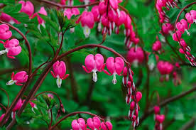 Bleeding Hearts Flower Seeds for Planting – Heirloom, Non-GMO, Cottage Garden Essential, High Germination