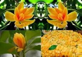 Champaca Flower Seeds – Heirloom, Non-GMO, Colorful Display