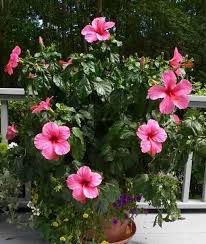 Hibiscus Bonsai Flower Seeds for Planting – Perfect for Borders Heirloom Non-GMO Organic Garden Seeds