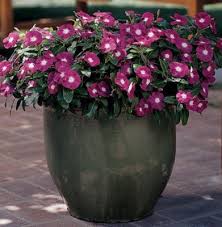 Heirloom Catharanthus Flower Seeds – Non-GMO, High Germination Organic Garden Seeds