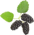 Black Mulberry Fruit Seeds – Heirloom, Non-GMO for Garden Planting