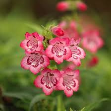 Heirloom Penstemon Flower Seeds for Planting – Non-GMO, Colorful Display Organic Garden Seeds
