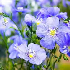 Heirloom Flax Flower Seeds for Planting – Non-GMO, High Germination Organic Garden Seeds