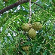 Fruit Seeds,Garden seeds, Seeds For Planting,Plant Seeds