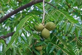 Fruit Seeds,Garden seeds, Seeds For Planting,Plant Seeds