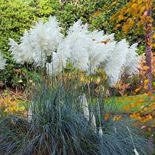 Pampas Flower seeds for Planting – Colorful Display, Heirloom, Non-GMO, High Germination Organic Garden Seeds