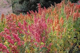 Heirloom Quinoa Flower Seeds – Non-GMO, High Germination Organic Garden Seeds