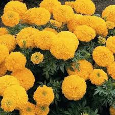 Heirloom Marigold Flower Seeds for Planting – Non-GMO, High Germination Organic Garden Seeds