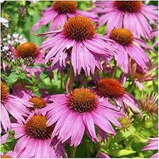 Heirloom Coneflower Seeds for Planting | Non-GMO, High Germination, Organic Garden Seeds