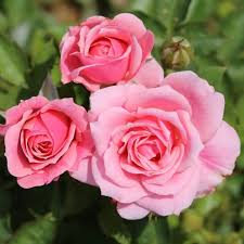 Rose Queen Elizabeth Flower Seeds for Planting – Heirloom, Non-GMO, Vibrant Colors, High Germination