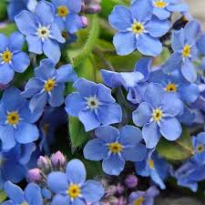 Bulk Forget-Me-Not Flower Seeds for Planting – Heirloom, Non-GMO, High Germination Organic Garden Seeds