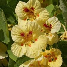 Cream Nasturtium Flower Seeds for Planting – Heirloom, Non-GMO, Cut Flower Favorite Organic Garden Seeds