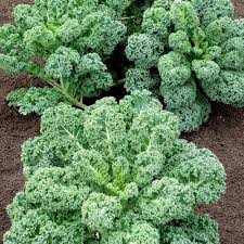 Vegetable Seeds,Garden seeds, Seeds For Planting,Plant Seeds